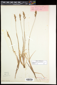 Anthoxanthum monticola image