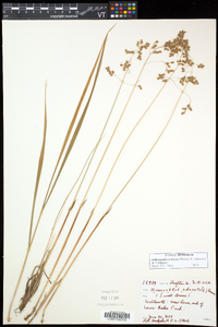 Anthoxanthum nitens image