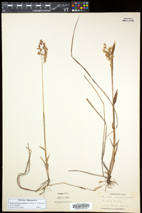 Anthoxanthum nitens image