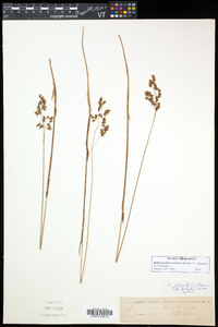 Anthoxanthum nitens image