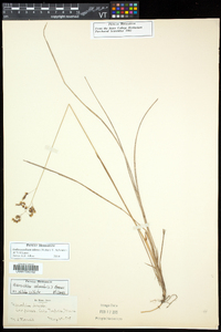 Anthoxanthum nitens image