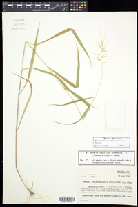 Elymus hystrix image