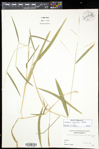 Leersia virginica image