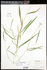 Leersia virginica image