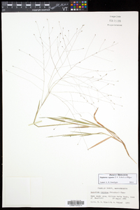 Digitaria cognata image