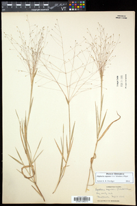 Digitaria cognata image