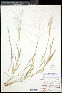 Digitaria cognata image