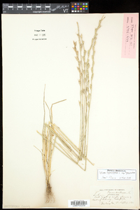 Lolium temulentum subsp. temulentum image