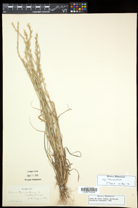 Lolium temulentum subsp. temulentum image