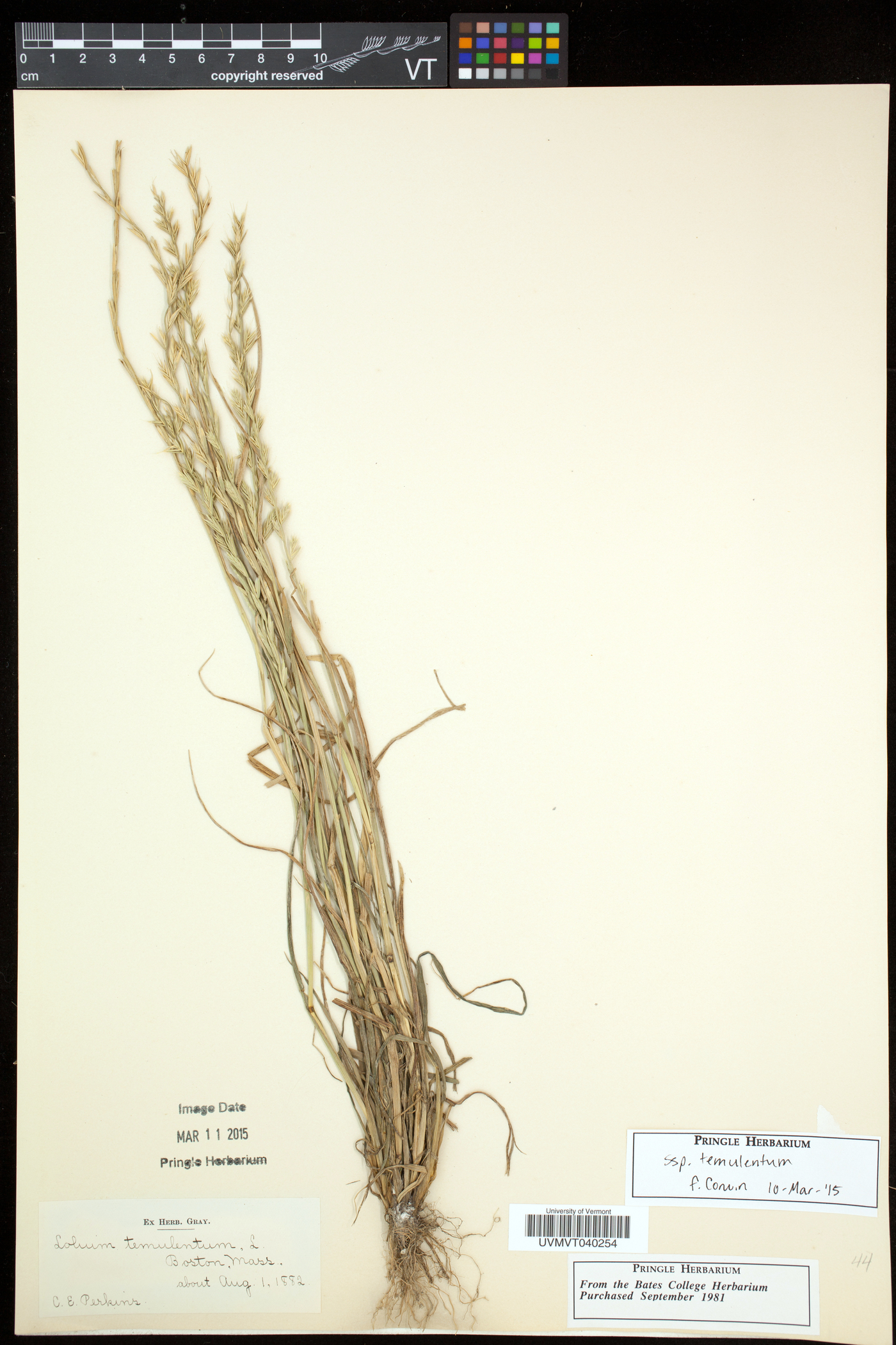 Lolium temulentum subsp. temulentum image