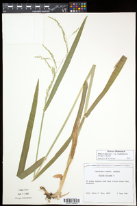 Milium effusum subsp. cisatlanticum image