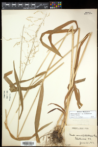 Milium effusum subsp. cisatlanticum image