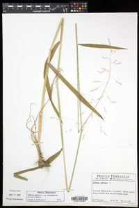 Milium effusum subsp. cisatlanticum image