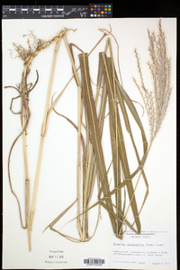 Miscanthus sacchariflorus image