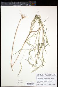 Muhlenbergia frondosa image