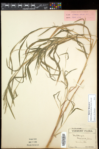 Muhlenbergia frondosa image