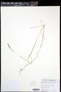 Muhlenbergia glomerata image