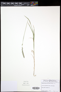 Muhlenbergia glomerata image