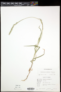 Muhlenbergia glomerata image