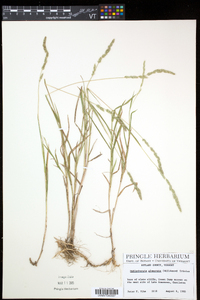 Muhlenbergia glomerata image