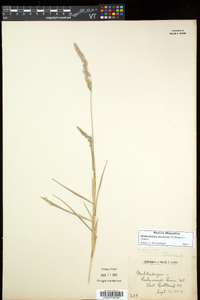 Muhlenbergia glomerata image