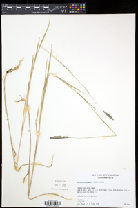 Muhlenbergia glomerata image