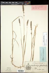 Muhlenbergia glomerata image