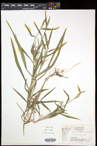 Muhlenbergia frondosa image