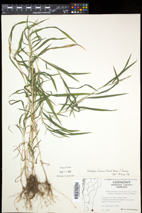 Muhlenbergia frondosa image