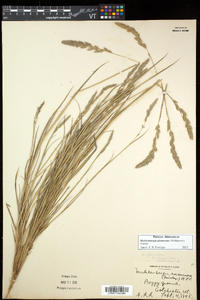 Muhlenbergia glomerata image