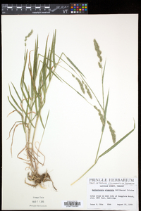 Muhlenbergia glomerata image