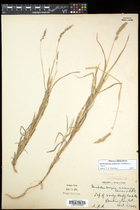 Muhlenbergia glomerata image