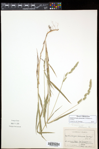 Muhlenbergia glomerata image