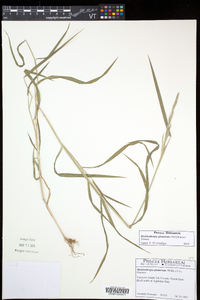 Muhlenbergia glomerata image