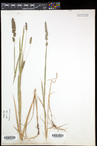 Muhlenbergia glomerata image