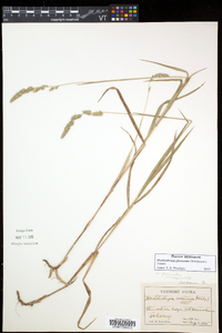 Muhlenbergia glomerata image