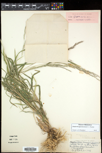 Muhlenbergia mexicana image