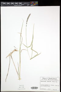 Muhlenbergia glomerata image