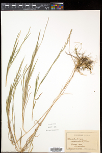 Muhlenbergia mexicana image