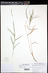 Muhlenbergia glomerata image