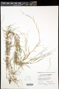 Muhlenbergia schreberi image