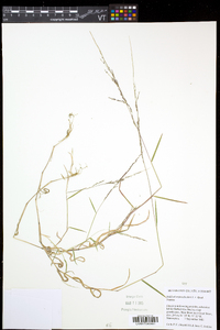 Muhlenbergia schreberi image