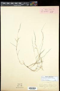 Muhlenbergia schreberi image