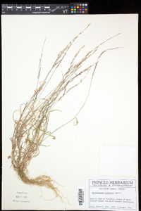 Muhlenbergia schreberi image