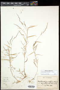 Muhlenbergia schreberi image