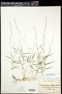 Muhlenbergia schreberi image