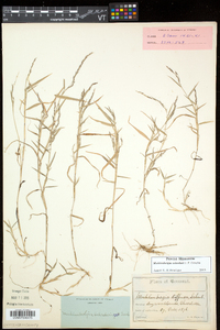 Muhlenbergia schreberi image