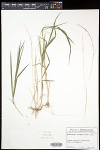 Muhlenbergia sobolifera image