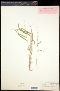 Muhlenbergia sobolifera image