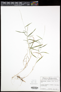 Muhlenbergia sylvatica image